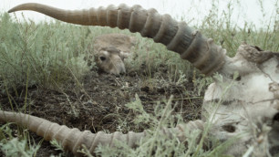 Раскрыта тайна массовой гибели сайгаков в Казахстане