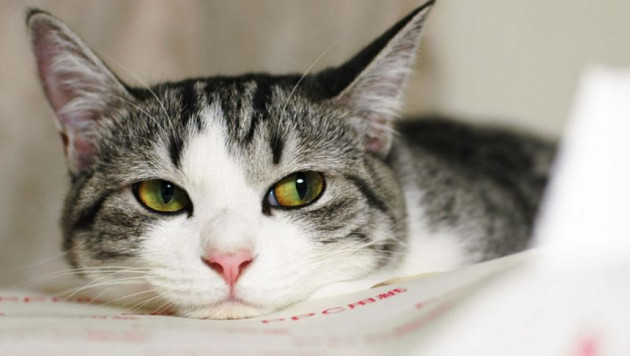 В Великобритании кошка спасла нелегала от депортации 