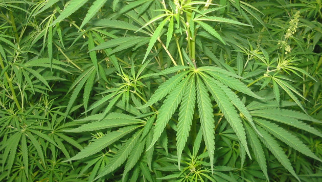 Больше половины жителей США поддержали идею легализации марихуаны