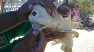 У берегов США нашли одноглазую акулу альбиноса 
