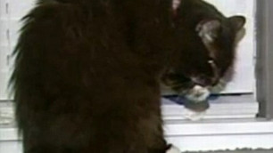В США обнаружили "неубиваемую" кошку