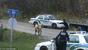 Канадские полицейские застрелили коров за неповиновение