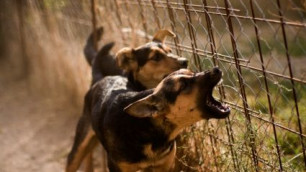 В Лос-Анджелесе собакам запретили лаять