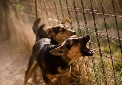 Фото с сайта dog-obedience-training-online.com