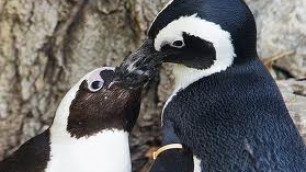 Зоопарк Торонто разлучит пингвинов-геев