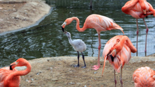 В Сибири обнаружили фламинго