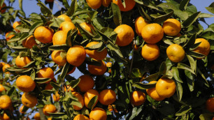 Абхазия сократила поставки мандаринов в Россию
