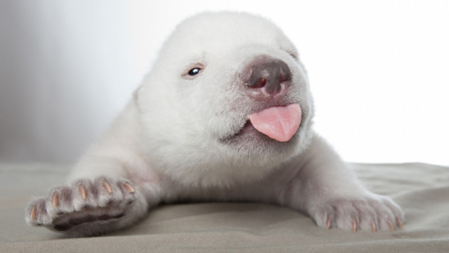 ВИДЕО и ФОТО:Белый медвежонок Сику покорил интернет-сообщество