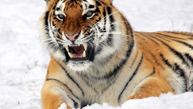 В зоопарке в Приамурье тигр напал на ребенка