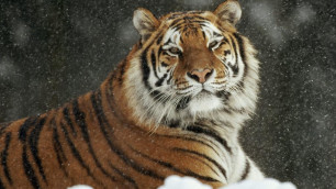 Возбуждено дело по факту нападения тигра на ребенка в Приамурье