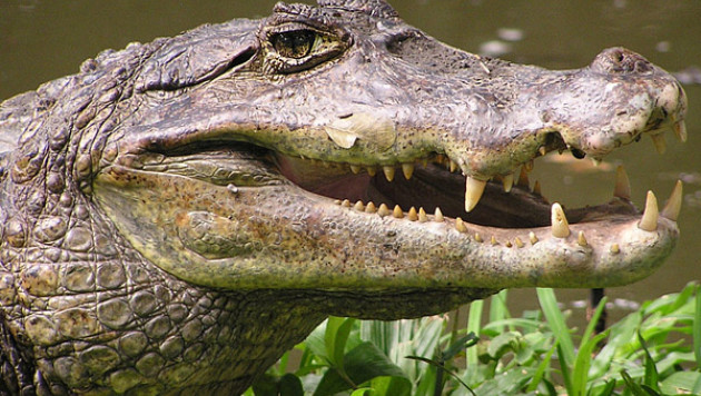 Из британского зоомогазина украли карликового крокодила и 50 змей