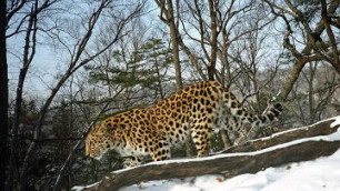 В Приморье найден мертвый леопард со спутниковым ошейником