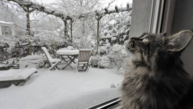 В Германии кошка заперла своих хозяев на балконе в мороз