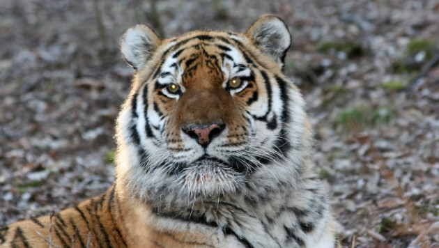 В Хабаровском крае застрелили напавшего на человека тигра