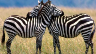 Ученые решили загадку полосатости зебр