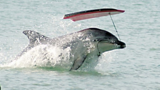 Ученые предложили применять права человека к дельфинам