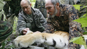 Блоггеры уличили Путина в обмане с поимкой тигрицы в Приморье 