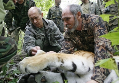 Владимир Путин осматривает пятилетнюю тигрицу, пойманную учеными. Фото ©РИА Новости