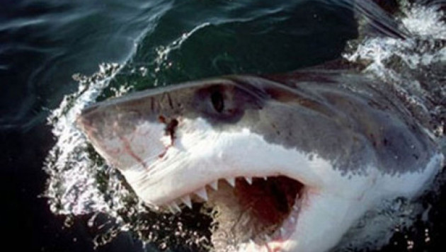 У побережья Шарм-эш-Шейх появилась акула