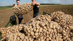 У гражданина Польши угнали грузовик с 20 тоннами картофеля в Москве