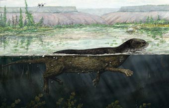 При помощи скелета ученые объяснили эволюцию морских млекопитающих