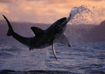 В редакцию австралийской газеты подбросили живую акулу