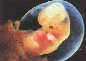 Эмбрионы помогут нарастить новые части тела 