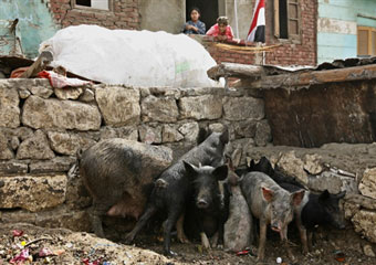 Египет уничтожит все поголовье свиней в стране