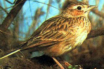 Птицей 2009 года в Казахстане объявлен жаворонок