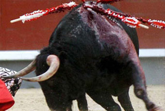 В Мексике 11-летний матадор убил шесть быков