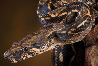 В Колумбии нашли останки самой большой змеи