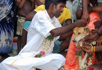 В Индии двухлетнего мальчика женили на собаке