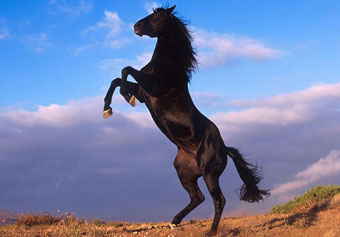 Человек впервые приручил лошадей на территории Казахстана