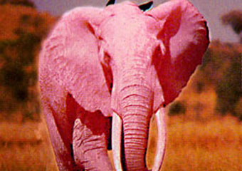 В Африке на фотокамеру сняли  розового слоненка