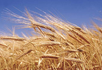 Мировой урожай зерновых достигнет рекорда в ближайшие два года