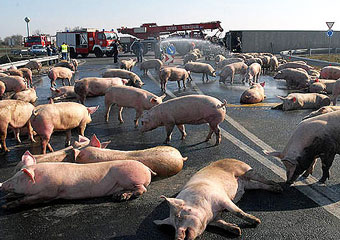 50 свиней парализовали транспортное движение в Пекине