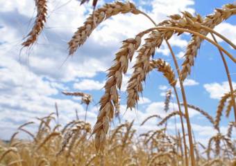 Второй экспортер зерна в России перейдет в руки американцев 