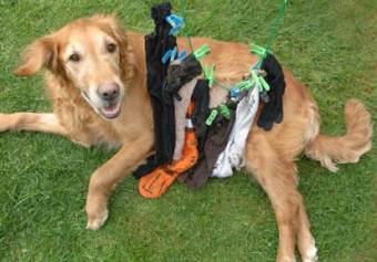 В желудке британского пса обнаружили 16 предметов одежды