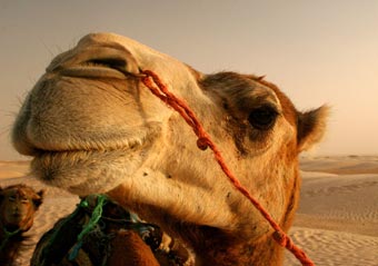 Арабские ученые клонировали верблюда