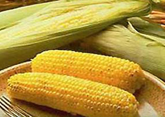 Германия запретила выращивание модифицированной кукурузы