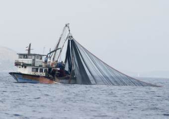 40 процентов рыбы Мирового океана выловили незаконно