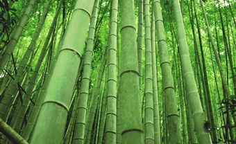 Японские ученые получили топливо из бамбука