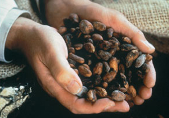 Рекордный рост зафиксировали цены на какао 